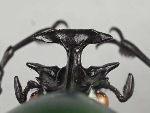 Dicronorhina johnstoni